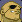 sagat